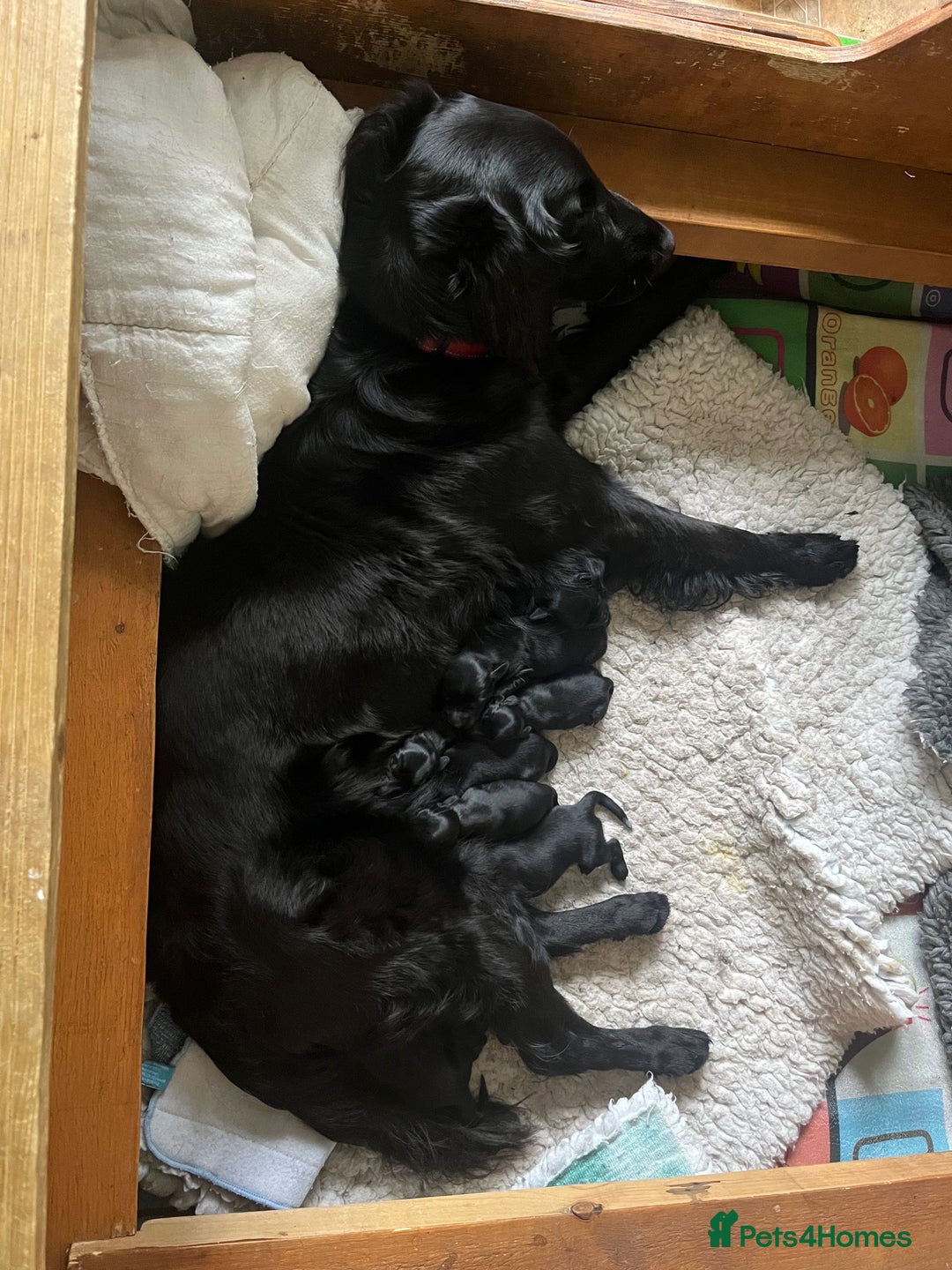Flat coated Retriever dogs for sale: Flat Coated Retriever Puppies - Image 8