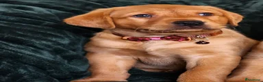 Labrador Retriever 2