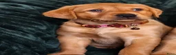 Labrador Retriever dogs for sale: ⭐⭐7 Beautiful Fox Red Labrador Pups Ready Soon!⭐⭐️ - Advert 13