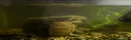 Turtle reptiles for sale: Male & Female RazorBack Musk Turtles + Full set up in Leeds - Advert 2