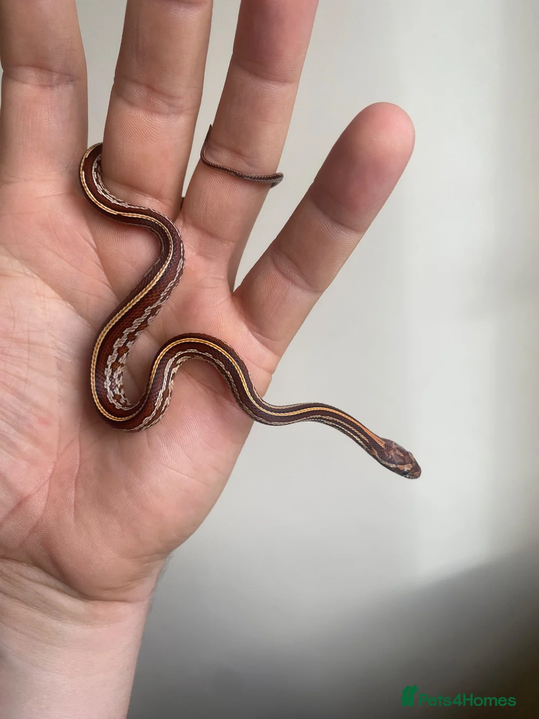Corn Snake reptiles for sale:  Micro-Scaleless & het Microscale Corn Snake - Advert 2