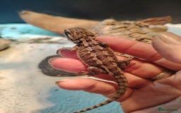 Bearded Dragon reptiles for sale: Baby bearded dragon  - Image 6