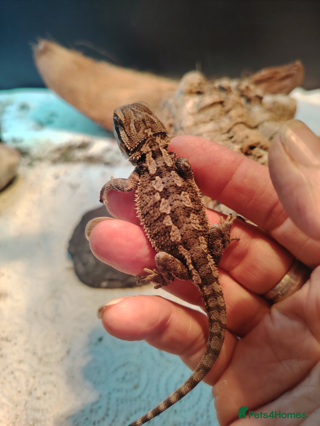 Bearded Dragon reptiles for sale: Baby bearded dragon  - Image 6
