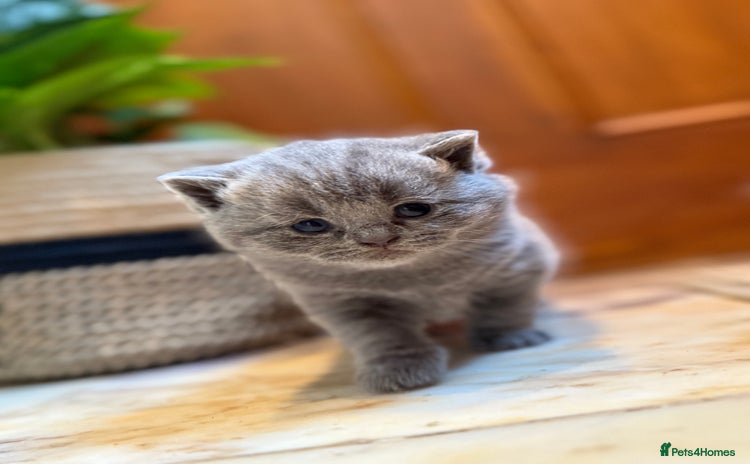 British Shorthair cats - Advert 2