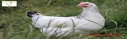 Hens poultry for sale: Laying Hens - Point of Lay - lots of colours - Advert 4