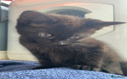 Mixed Breed cats for sale: 2 black males left  - Image 1