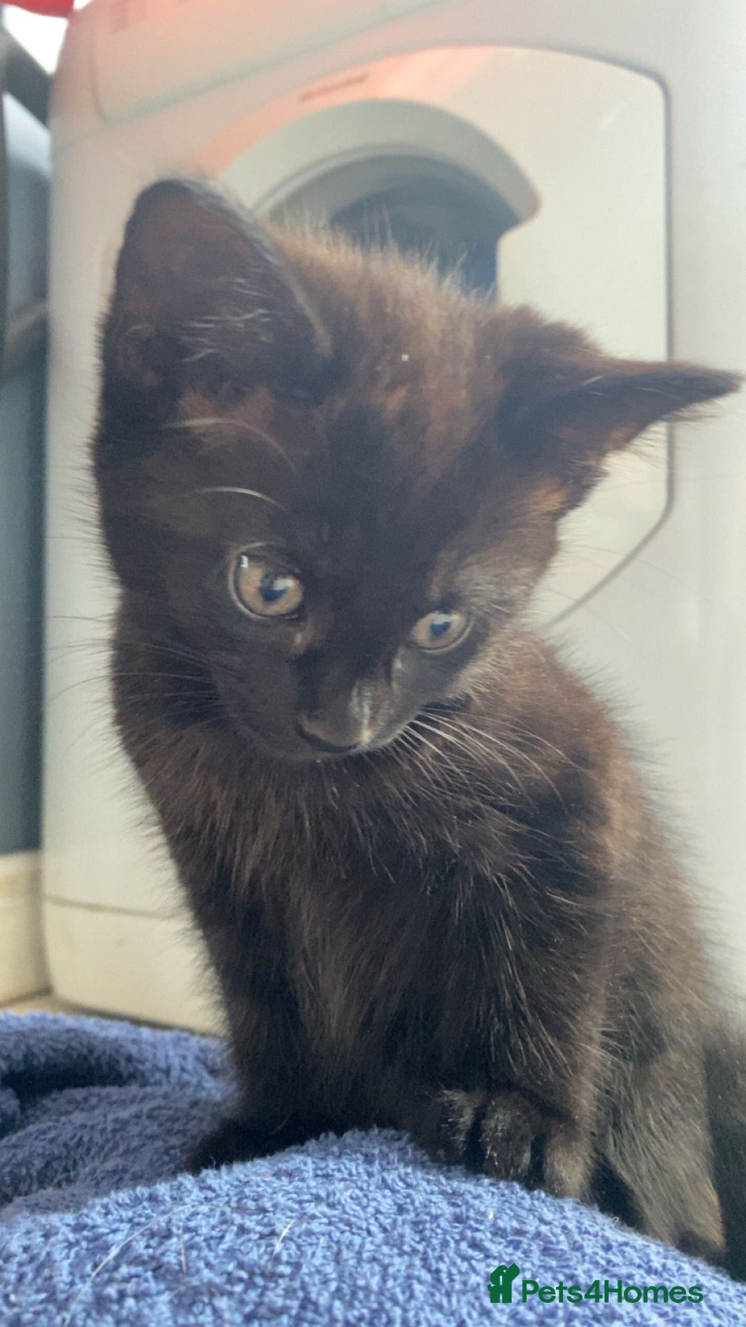 Mixed Breed cats for sale: 2 black males left  - Image 1