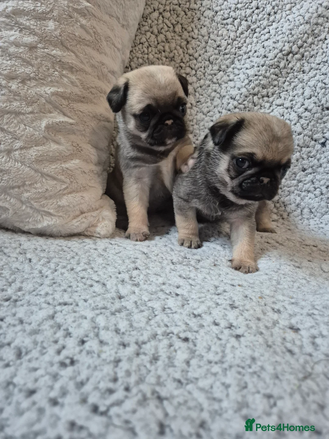Pug dogs for sale: Two female silver fawn pug puppies for sale - Advert 6
