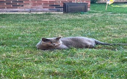 British Shorthair cats for sale: British shorthair female  - Image 8