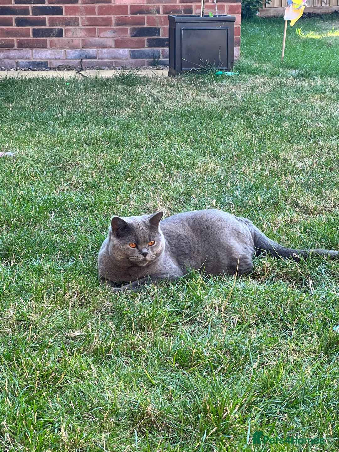 British Shorthair cats for sale: British shorthair female  - Image 8