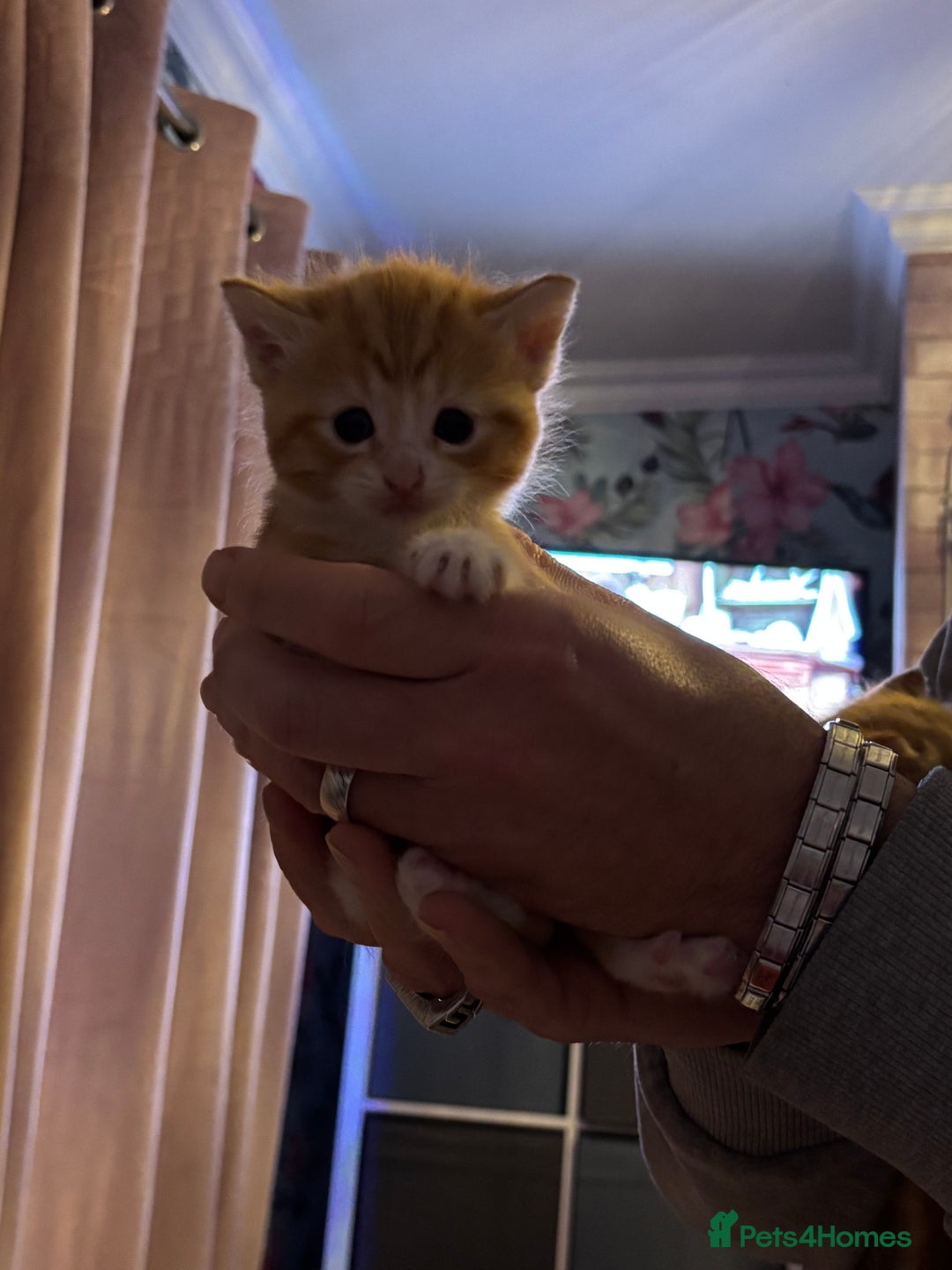 Ragdoll cats for sale: !!!Ready to reserve Ragdoll babies!!!  - Advert 12