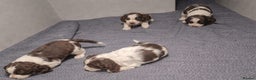 English Springer Spaniel dogs for sale: Beautiful KC Show Line ESS Puppies - Advert 1