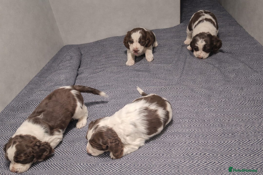 English Springer Spaniel dogs for sale: Beautiful KC Show Line ESS Puppies - Advert 1