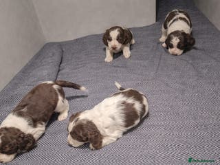 English Springer Spaniel dogs Beautiful KC Show Line ESS Puppies - Advert 3