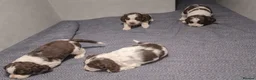 English Springer Spaniel dogs for sale: Beautiful KC Show Line ESS Puppies - Advert 1