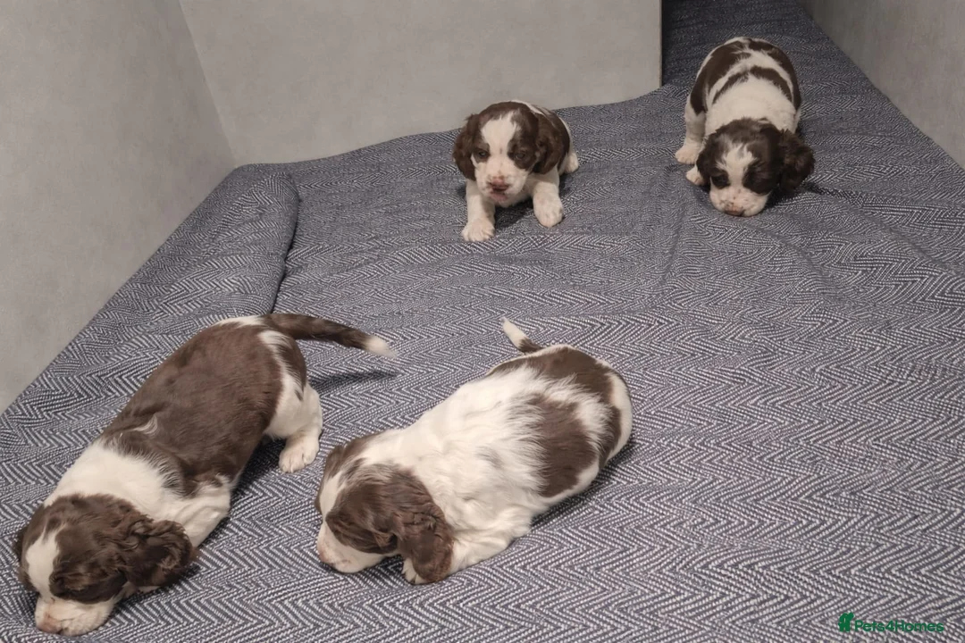 English Springer Spaniel dogs for sale: Beautiful KC Show Line ESS Puppies - Advert 1