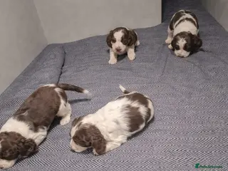 English Springer Spaniel dogs Beautiful KC Show Line ESS Puppies - Advert 6