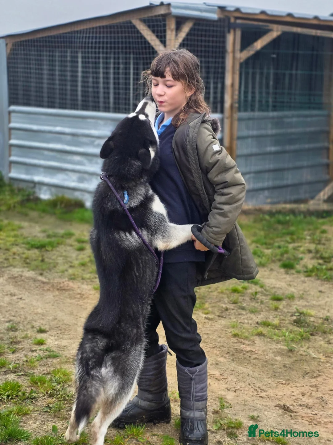Siberian Husky dogs for sale: 17 month old KC Reg Male for sale - Advert 4