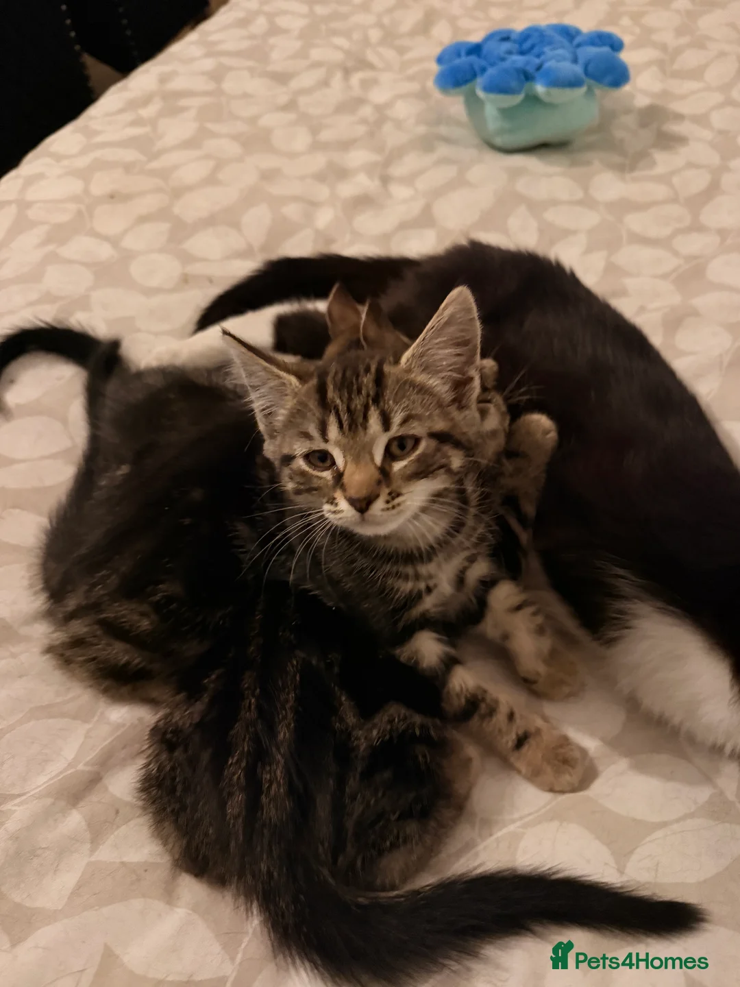 British Longhair cats for sale: Four adorable kittens! - Advert 17