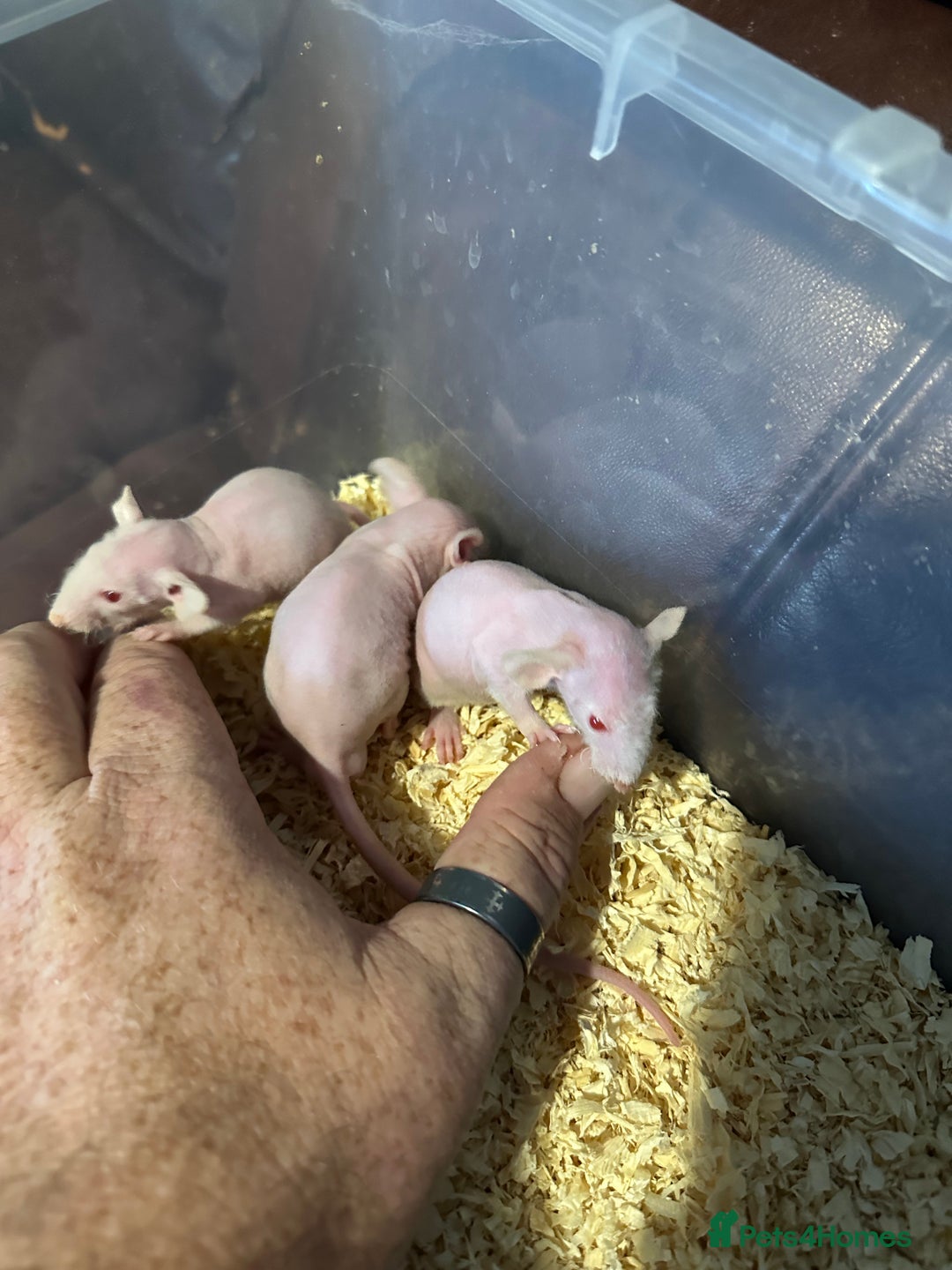Rat rodents for sale: Mixed - Image 3