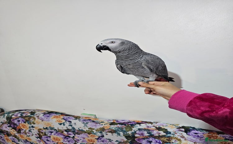 Parrots birds - Advert 1