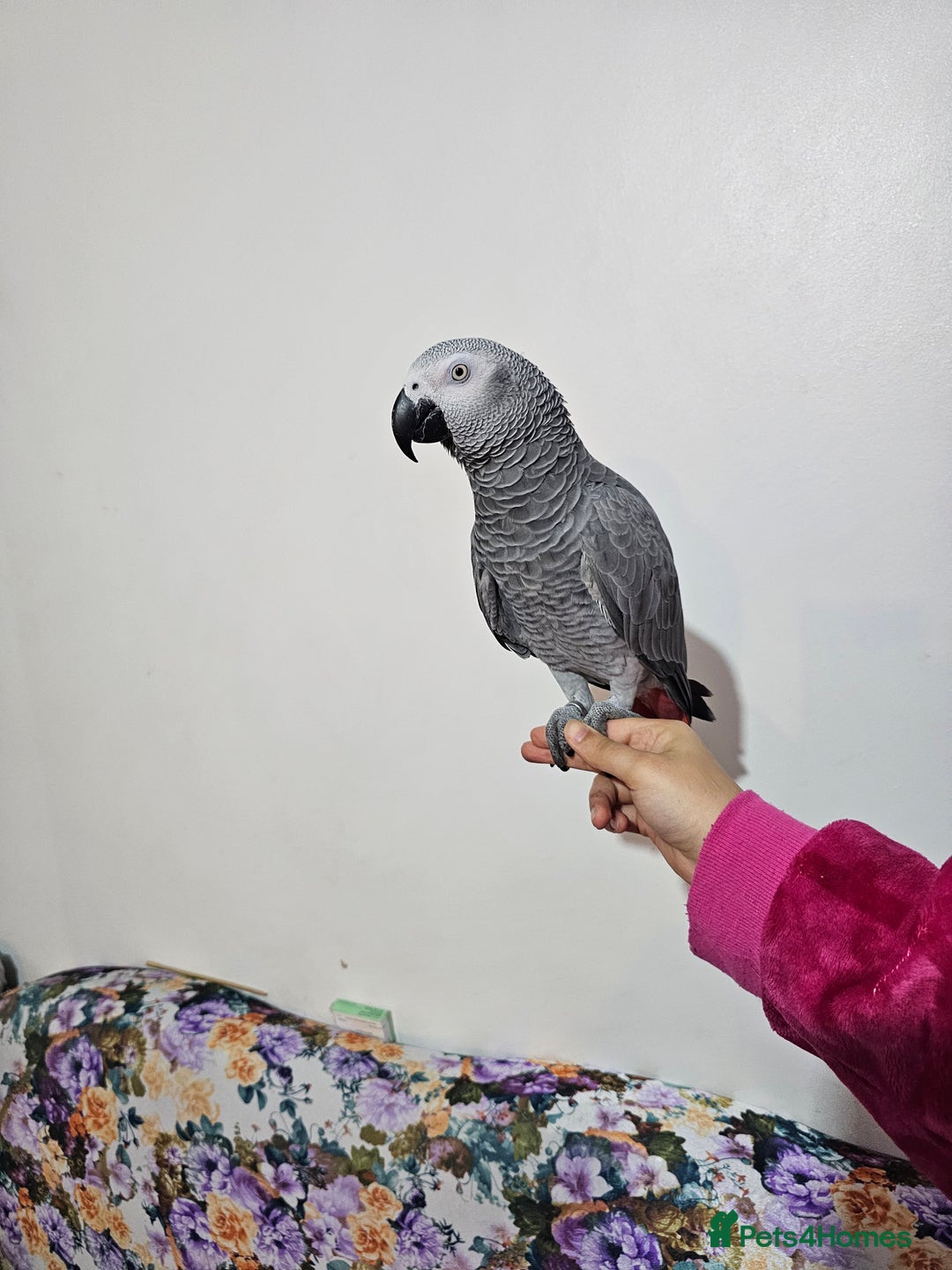 Parrots birds for sale: African grey for sale.  - Image 1