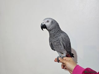 Parrots birds - Advert 1