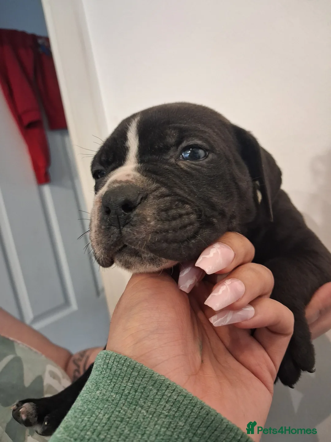 Mixed Breed dogs for sale: Alapaha Blue Blood Bulldog X Cane Corso Puppies  - Advert 13