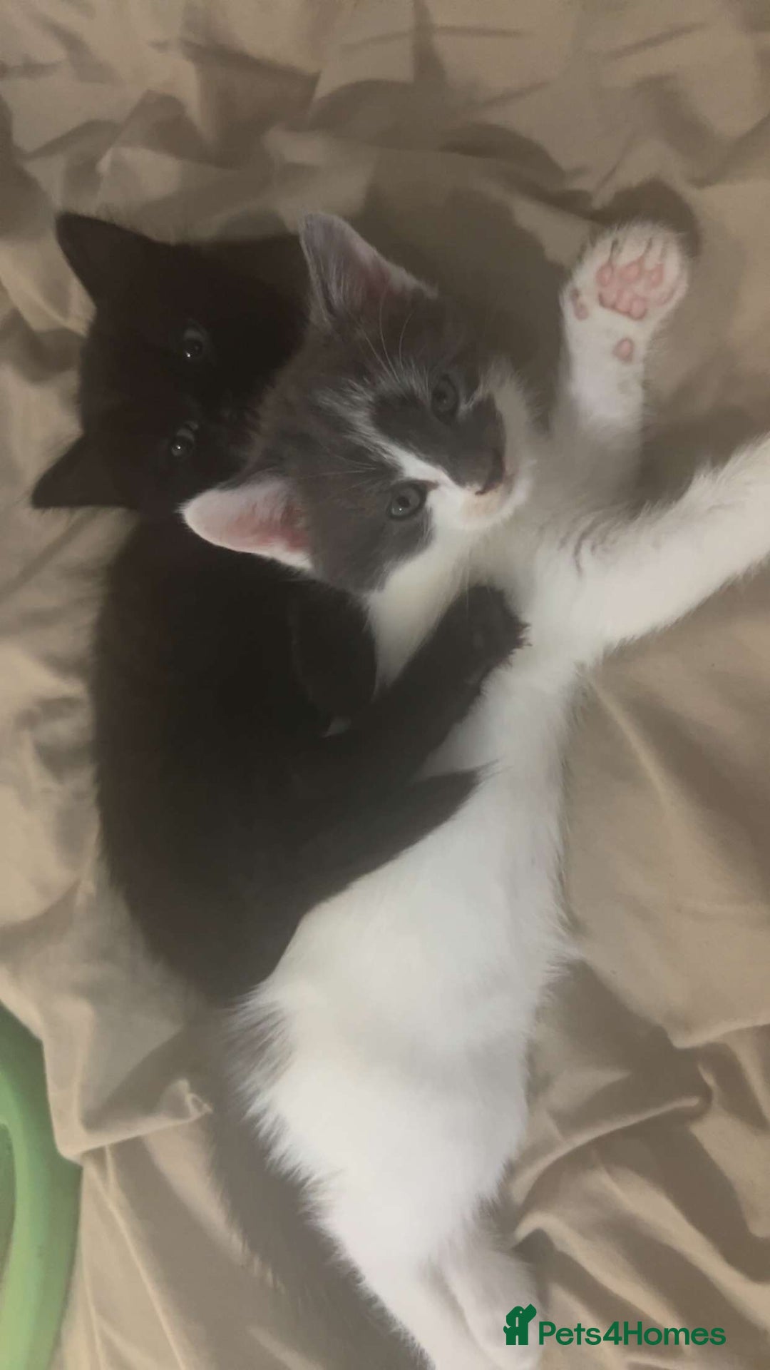 Mixed Breed cats for sale: 2 ragdoll mixes for sale - Image 1