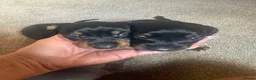 Miniature Dachshund dogs for sale: Beautiful Miniature Dachshund Puppies 🐾❤️ - Advert 6