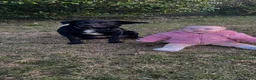 Borador dogs for sale: Borador puppies for sale - Advert 4