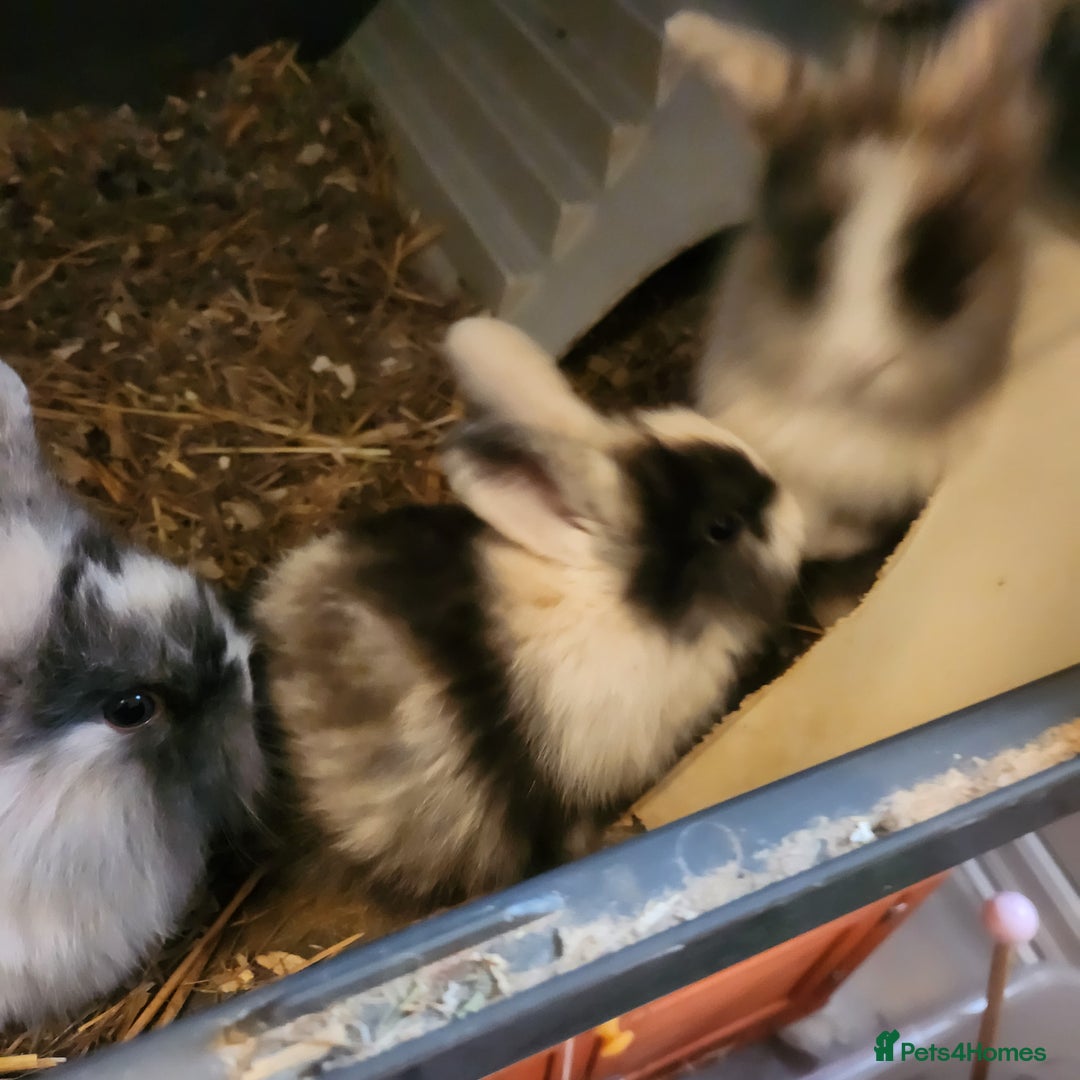 Lionhead rabbits for sale: Beautiful fluffy lionhead rabbits  - Advert 6