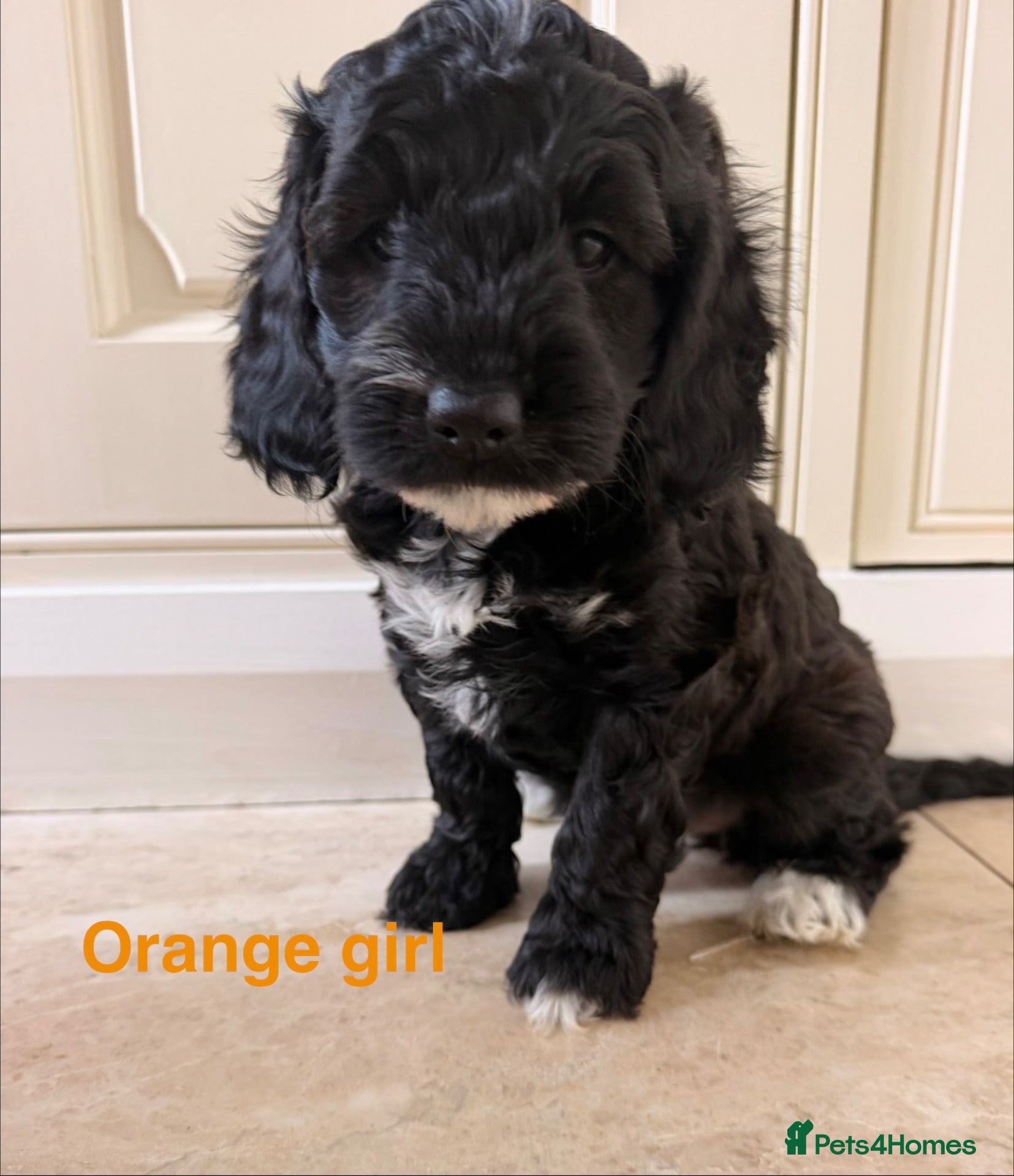 Cockapoo dogs Beautiful cockerpoo puppies  - Advert 2