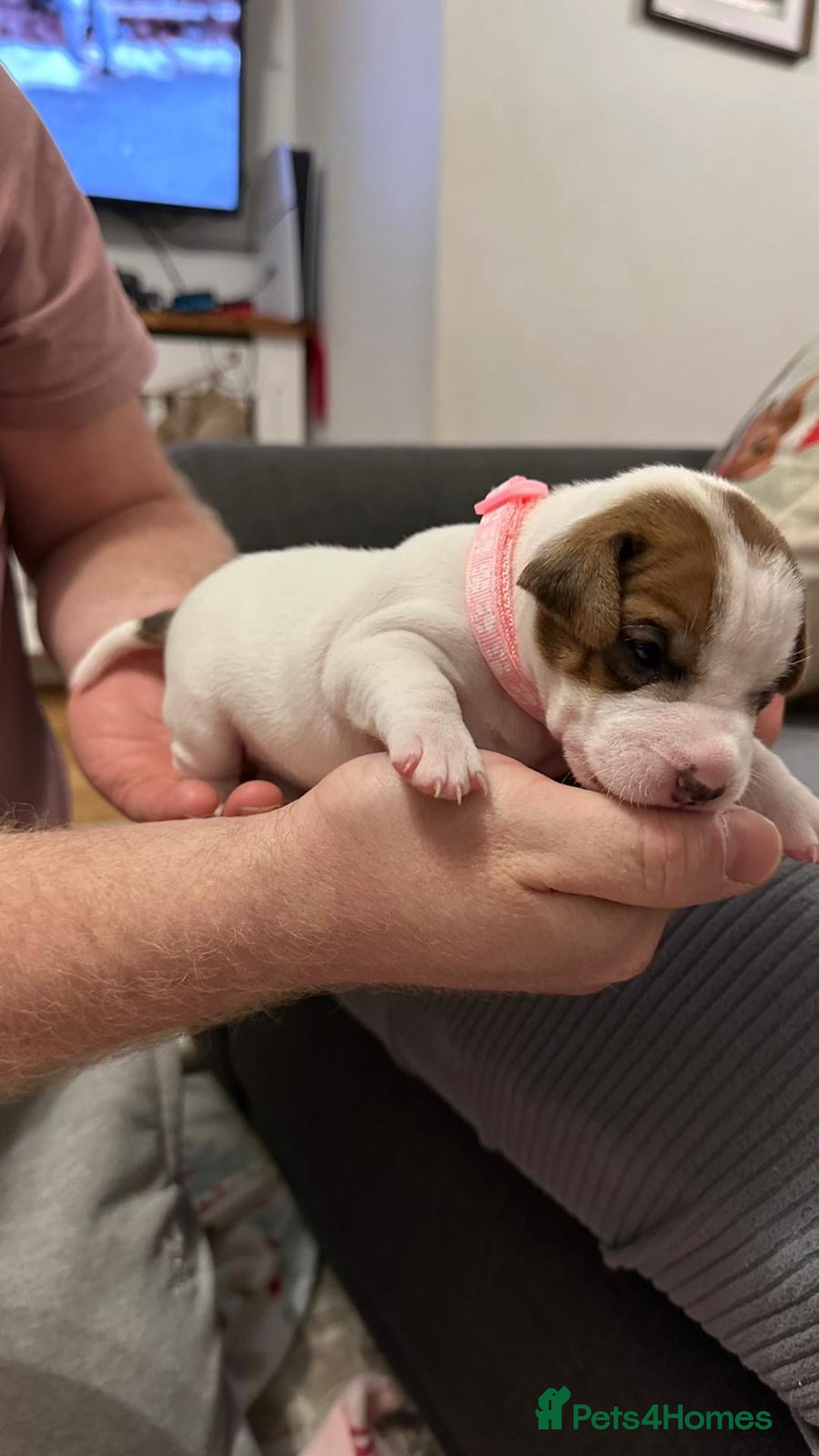 Parson Russell dogs for sale: KC registered Parsons Terriers - Advert 12