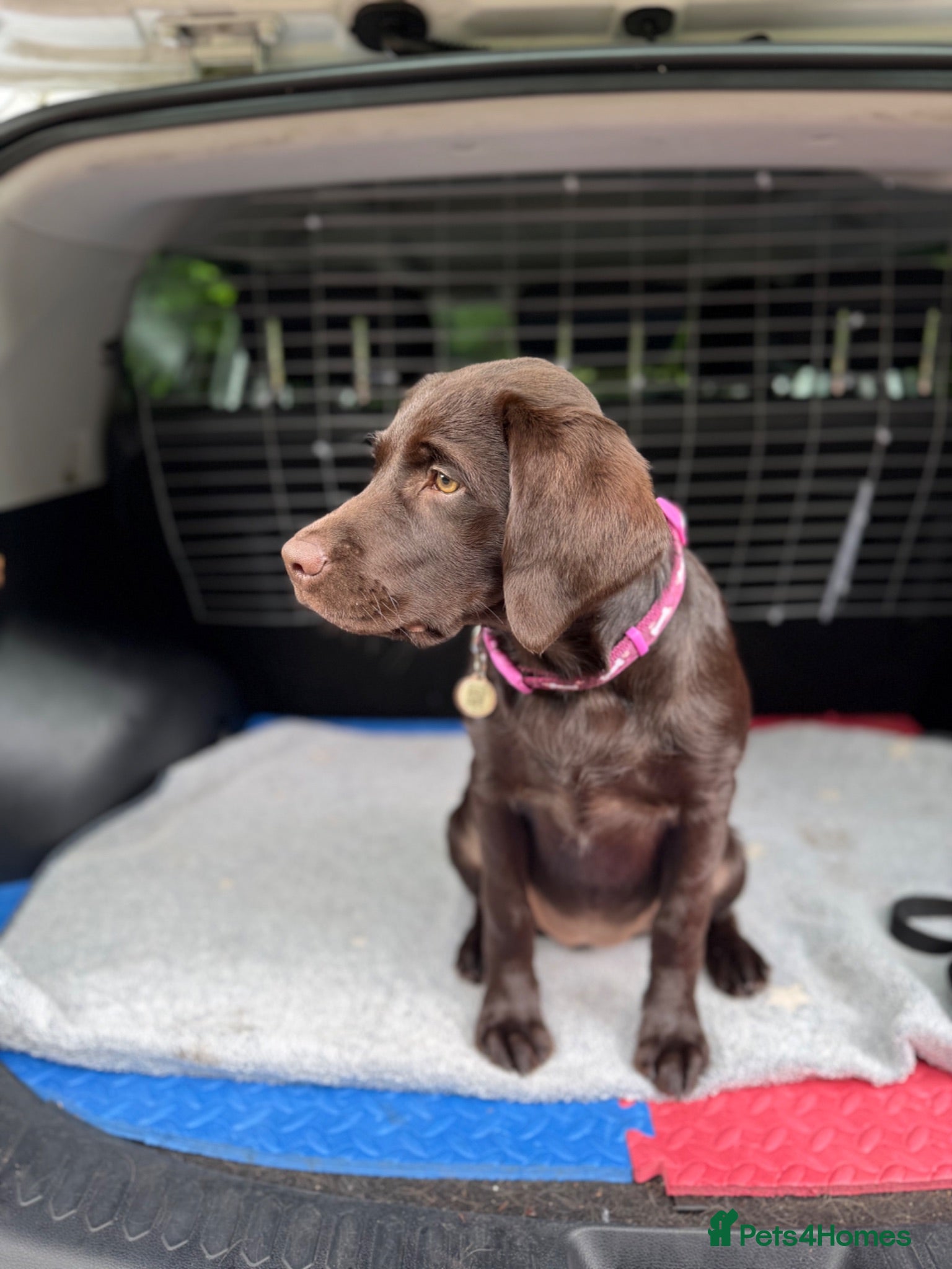 Labrador Retriever dogs Beautiful Kc Registered Chocolate Girl - Advert 2