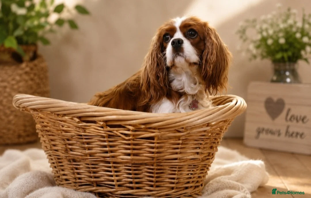 Cavapoo dogs for sale: TEDDY F1 CAVAPOO - extensively health tested - Advert 1