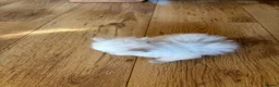 Ragdoll cats for sale: Beautiful Pure Ragdoll kittens - Advert 26