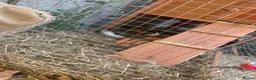 Guinea Pig rodents for sale: Male ginnies  - Advert 6