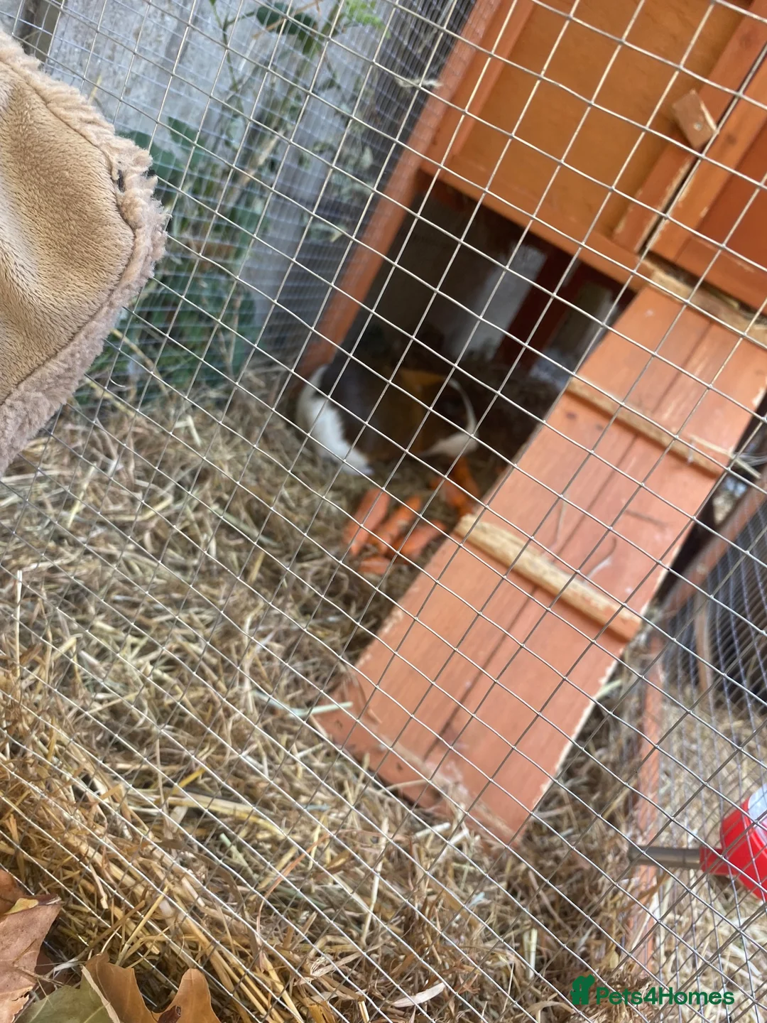 Guinea Pig rodents for sale: Male ginnies  - Advert 6
