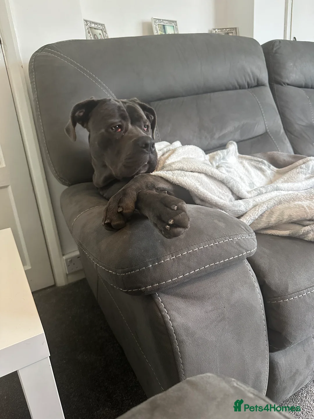 Cane Corso dogs for sale: 12 month old female Cane corso - Advert 1