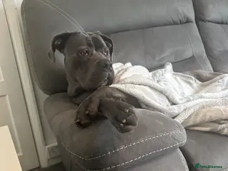 Cane Corso dogs 12 month old female Cane corso - Advert 17