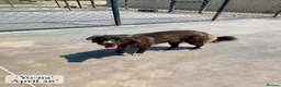 Mixed Breed dogs for adoption: Yo-Na, 2 yrs approx. Available for adoption. in Brixham - Advert 11