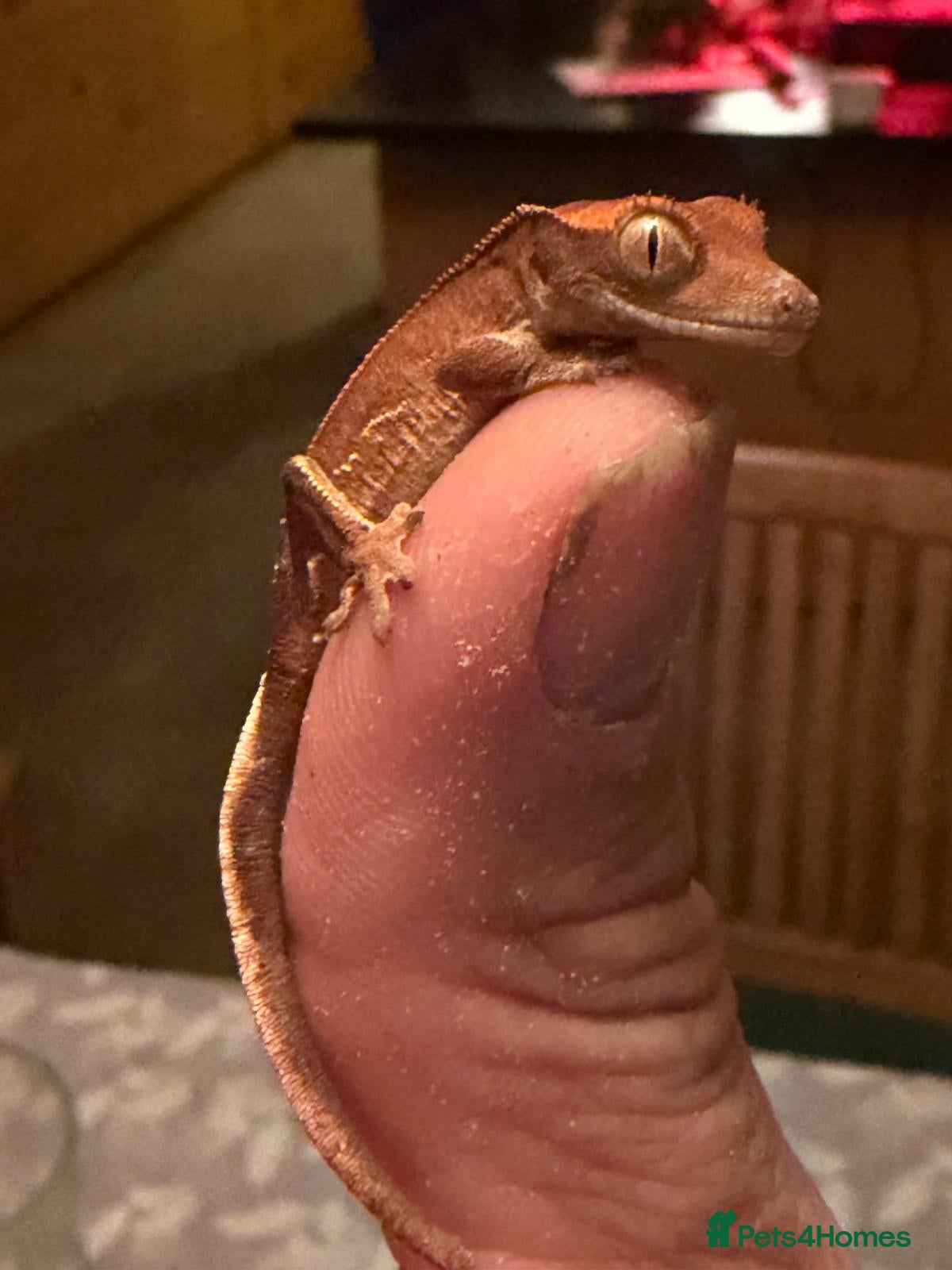 Gecko reptiles Baby crested gecko 1 month old - Advert 12