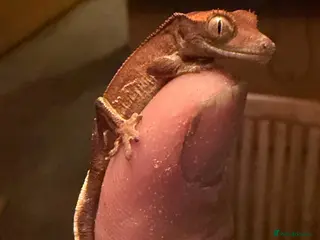 Gecko reptiles Baby crested gecko 1 month old - Advert 12