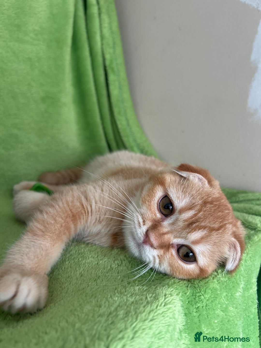 Scottish Fold cats for sale: Beautiful kittens just for you - Image 27