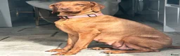 Hungarian Vizsla dogs for sale: 1 x KC registered Hungarian vizsla puppy £1600 - Advert 11