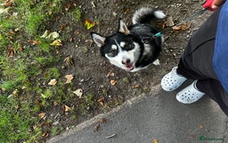 Pomsky dogs for sale: Pomsky for ref-homing - Image 4