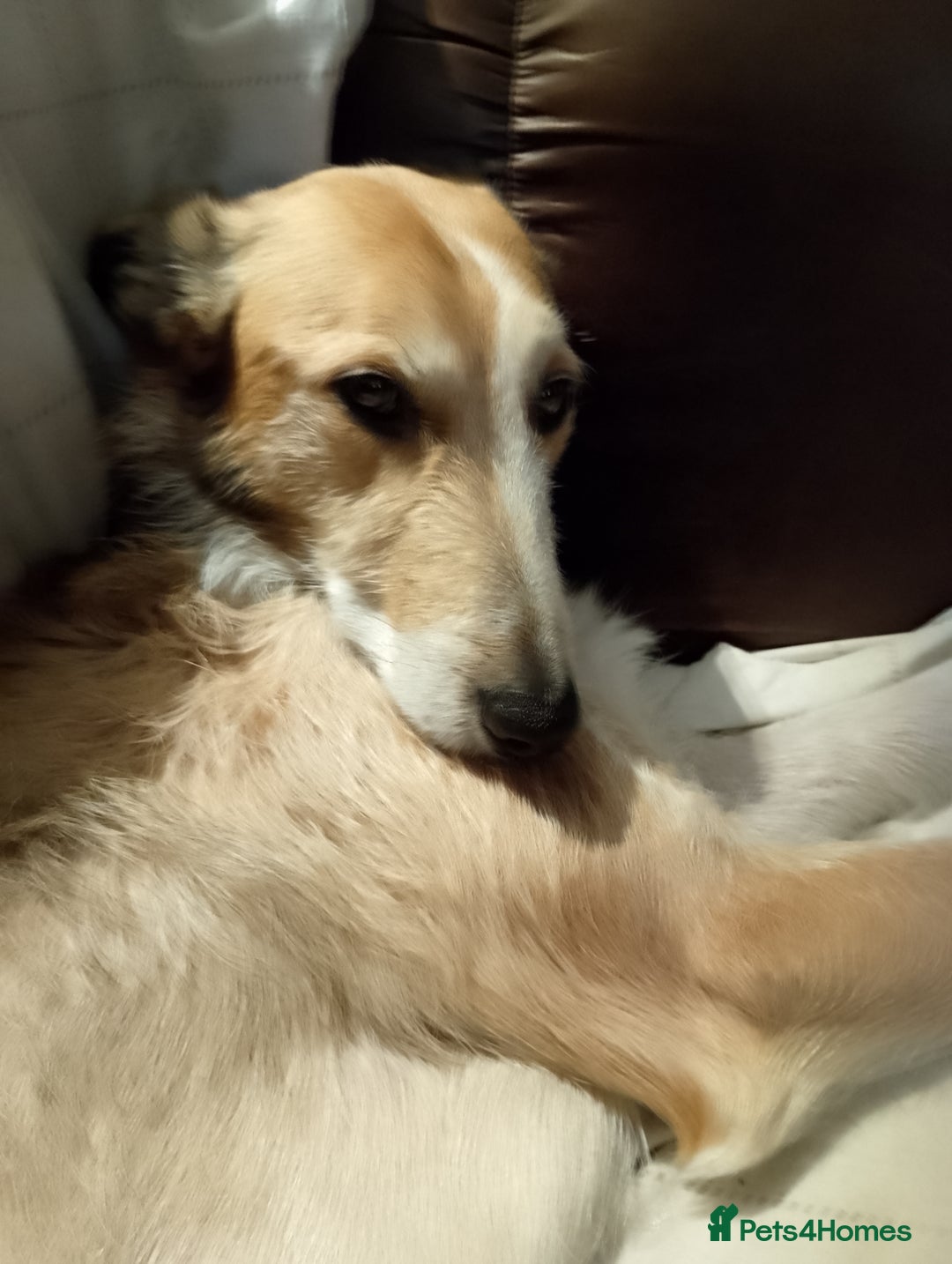 Mixed Breed dogs for sale: Bedlington x greyhound lurchers - Image 6