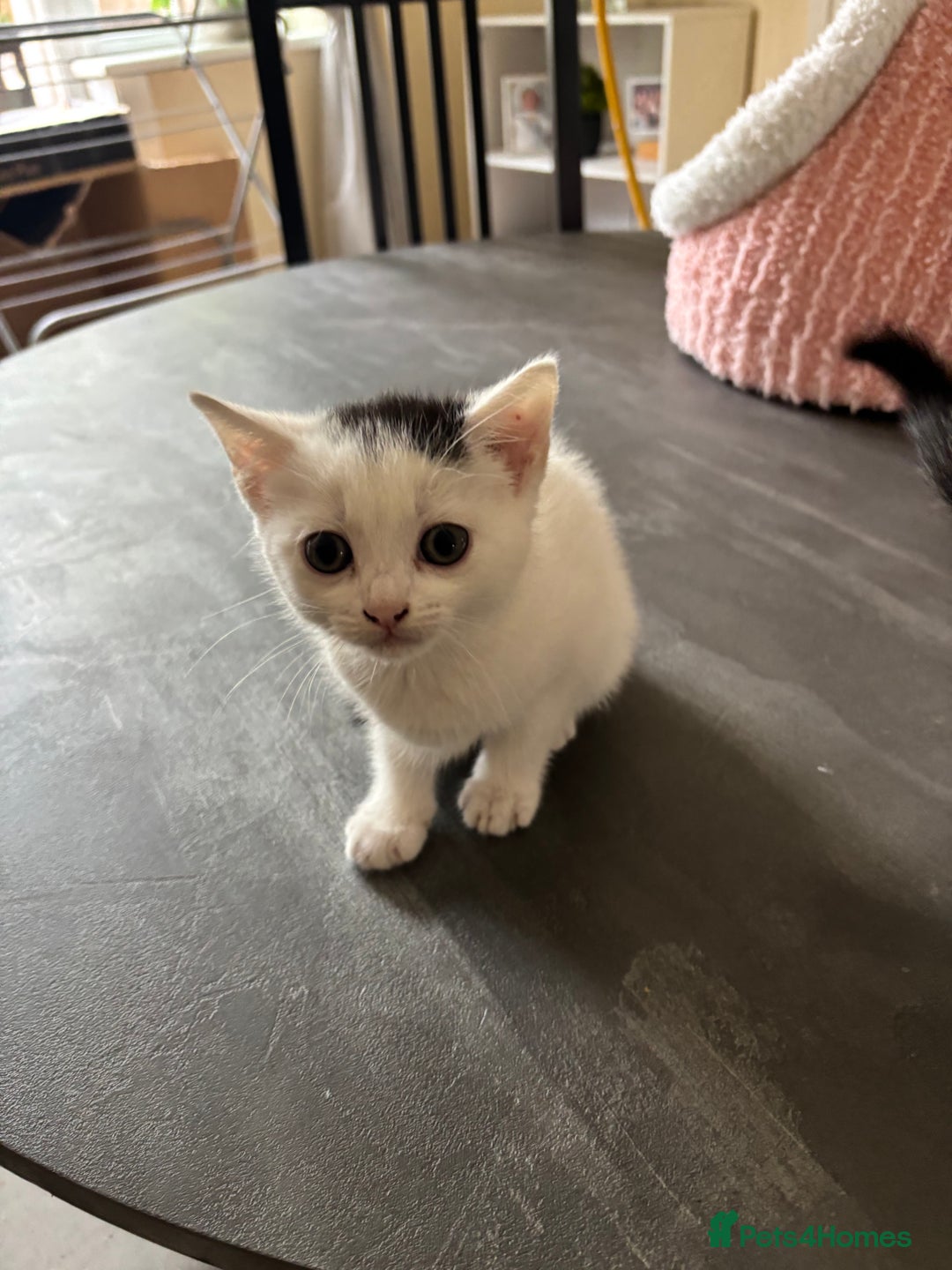 Mixed Breed cats for sale: Kittens - Image 6