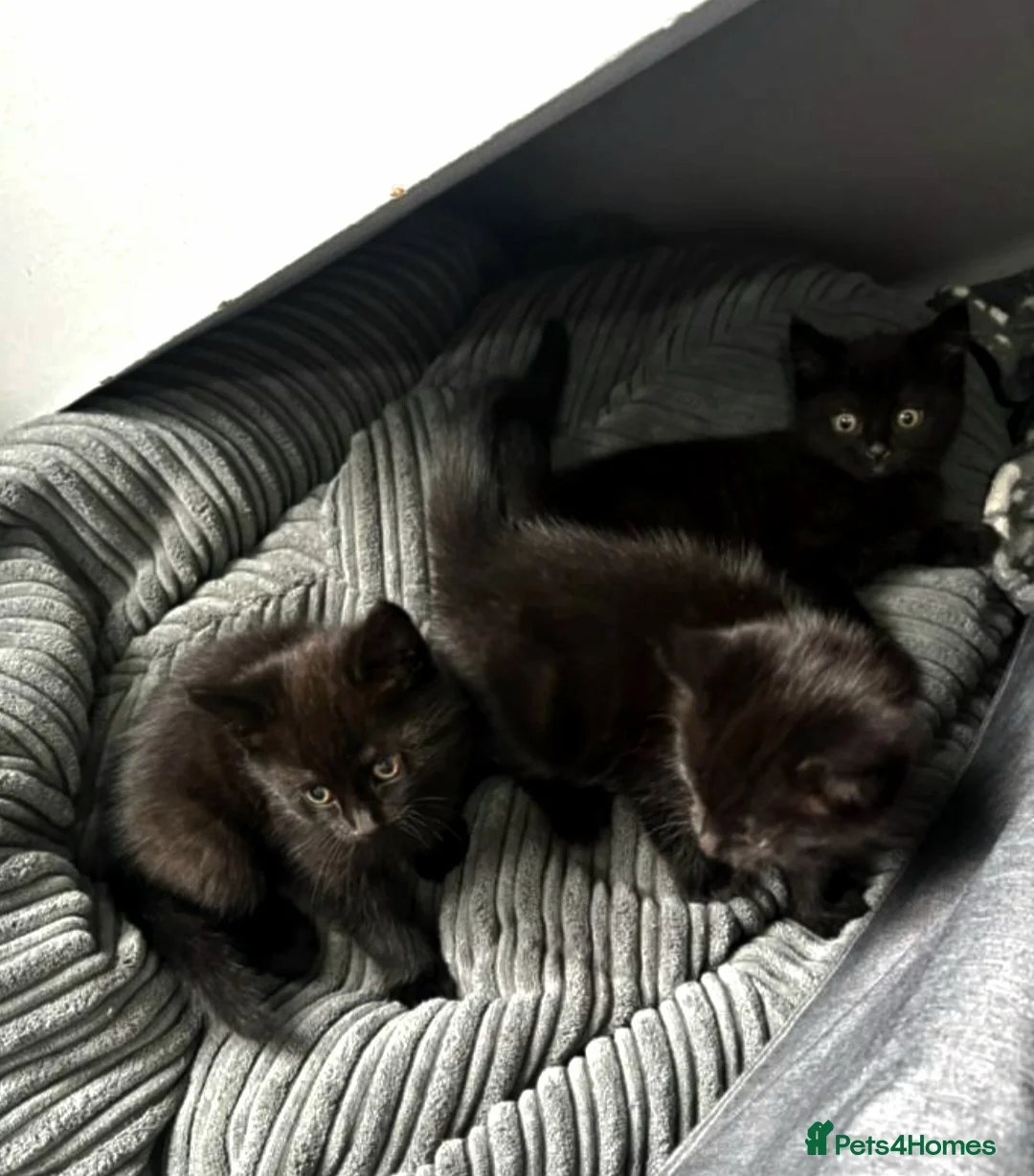 British Shorthair cats for sale: Kittens - Advert 3